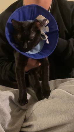 Kitten for rehoming 1