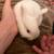 Two White Baby Bunnies looking for a home 3 thumbnail