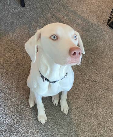 Weimeraner Dog Mix 1