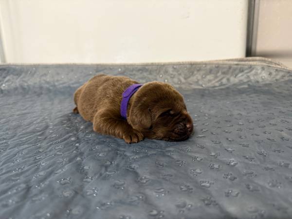 Lab Puppies to Rehome (Pink Hill)63948404371587121