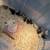 Chicks 1 thumbnail