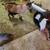 Proven Nigerian Dwarf 7 thumbnail