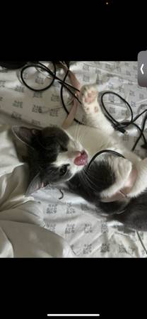 Rehoming female cat (New York)63871121609985120