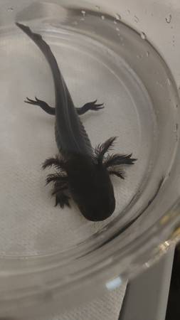 Axolotl (Newport news)63882832065667122