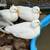Call Ducks 1 thumbnail