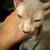 Sphynx young cats 5-7 mon 11 thumbnail