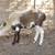 Painted Desert Ram for Sale 3 thumbnail