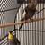 Cockatiels 1 thumbnail
