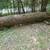 Pine logs 1 thumbnail