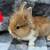 Rabbits 10 thumbnail