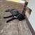 Cane corso 3 thumbnail