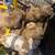 American Cocker Spaniel 6 thumbnail
