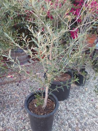 Fruitless Olive Tree 15gal ---  plants trees 1