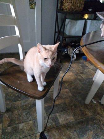 Free kittens to a good home! (Pittsburgh)63882391761921120