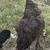Chickens 2 thumbnail