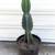 Peruvian Apple Cactus 1 thumbnail