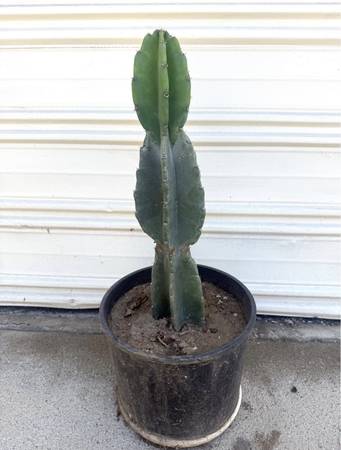 Peruvian Apple Cactus 1