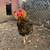 Laying hens 1 thumbnail