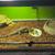 Purple 8 month old male tegu 1 thumbnail