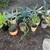 Succulents 1 thumbnail