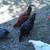 5 Roosters 1 thumbnail
