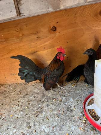 Miniature rooster kikiriki (Oxnard)63686073475073121