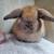 Holland lop rabbit 1 thumbnail