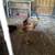 5 laying chickens for sale 6 thumbnail