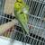 hogromo parakeets 1 thumbnail