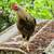 Medium Sized Young Rooster, Bantam Game Mix 3 thumbnail