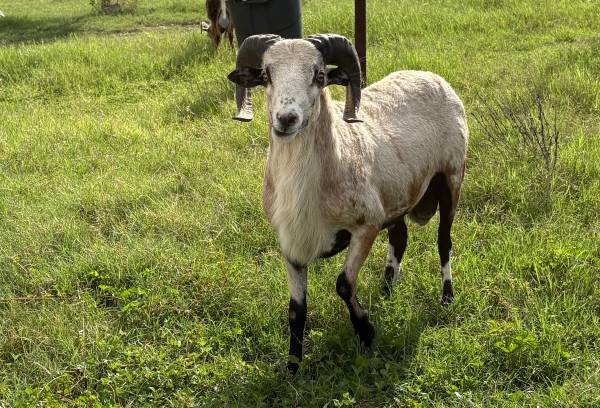 Ram 1