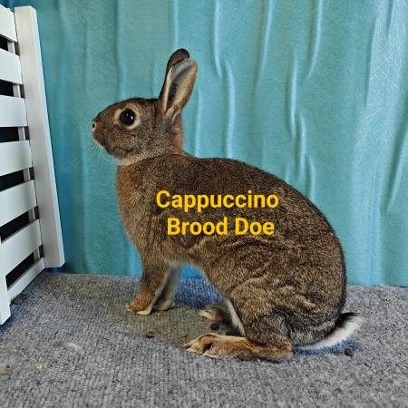 Britannia Petite Rabbit - Female 1