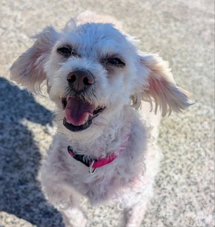 Rehoming Miss June (Cotati)64018041233666120