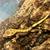 Red base crested gecko 1 thumbnail