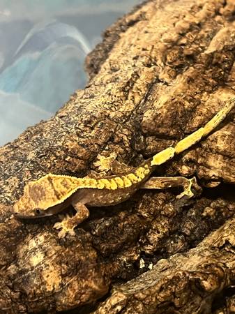 Red base crested gecko 1