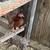 Bantams 3 thumbnail