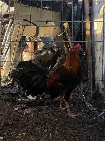 Gallos 1