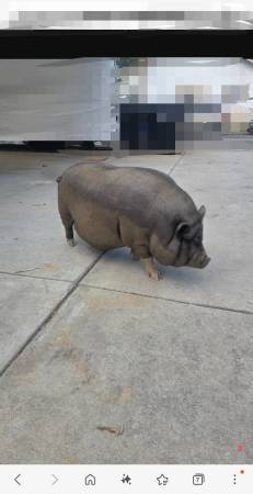 Pig 1