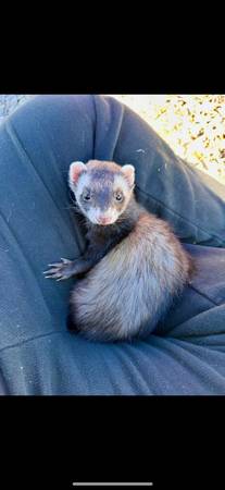 Ferrets