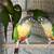 Green cheek conures colorful small parrot type pet birds 2 thumbnail