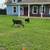 German Shepherd 2 thumbnail