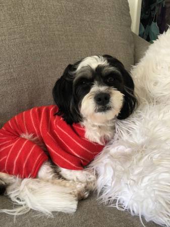 Den for rent to exchange Dog service 1