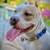WANT TO SAVE ANNIE'S LIFE? PAID STIPEND OPPORTUNITY TO DOG FOSTER! 1 thumbnail