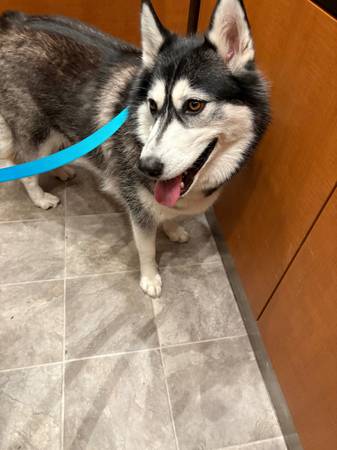 Siberian Husky63853464942209120