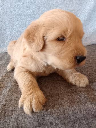 Golden Doodles (Gilbert)64048128989313121