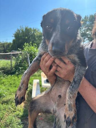 Heelers need a new home (Windsor)63903227579267121