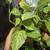 Houseplants 1 thumbnail