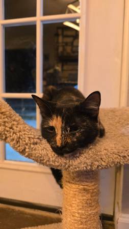 Tortie Cats (Kempner)63839343868419122