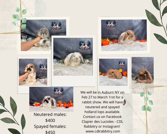 Purebred holland lop 1