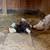 SILKIE CHICKENS 7 thumbnail